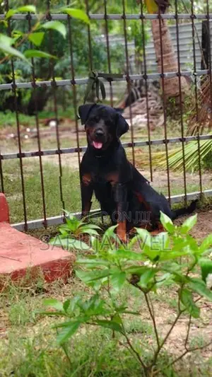 Rottweiler Female Dog