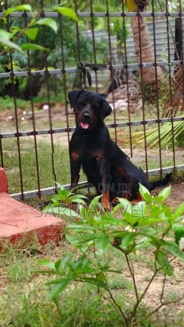 Rottweiler Female Dog