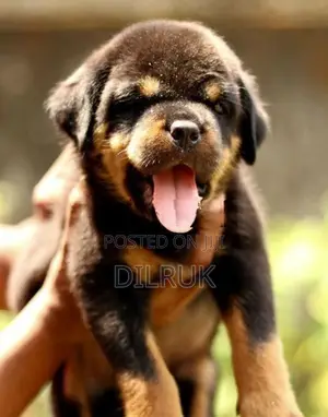 Rottweiler Puppies