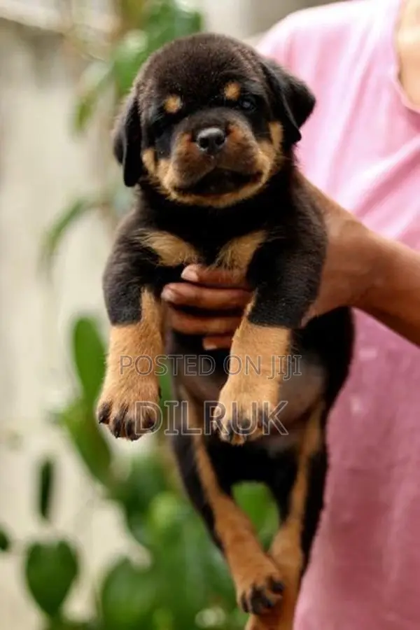 Rottweiler Puppies