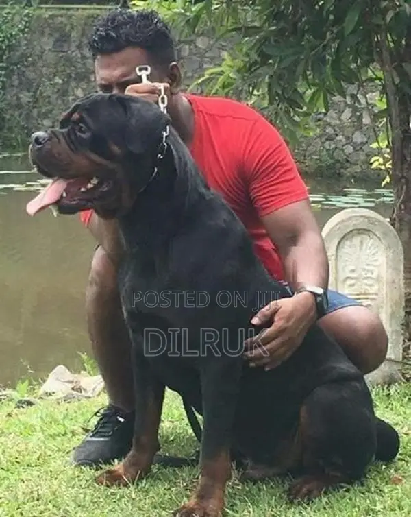 Rottweiler Puppies