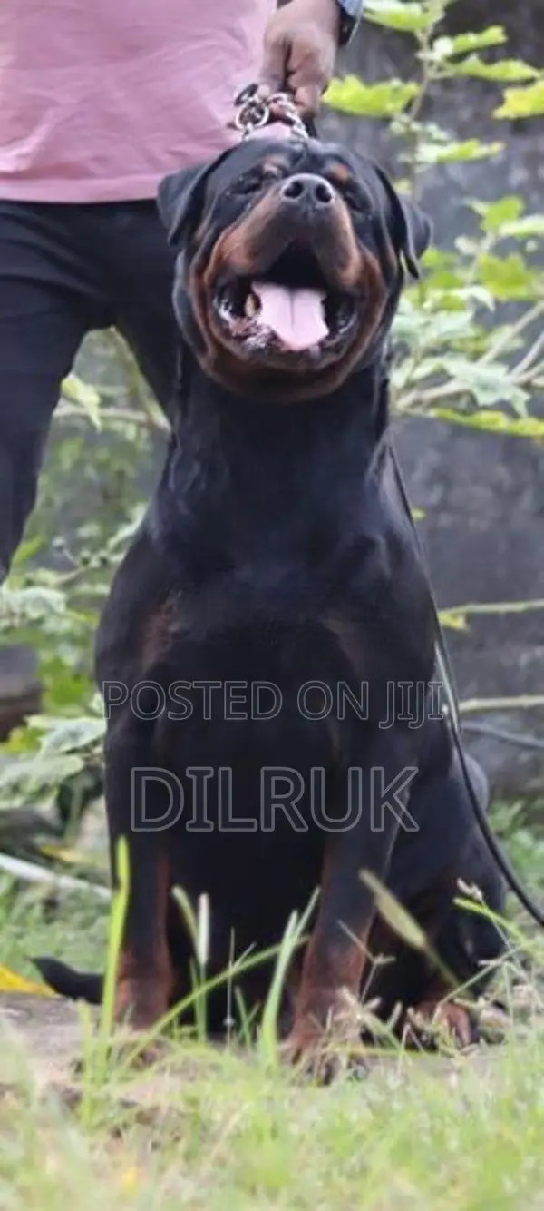Rottweiler Puppies