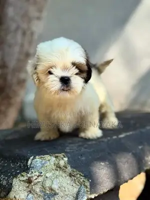 Shih Tzu