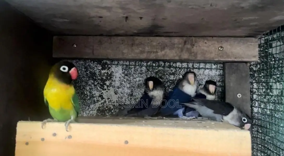 African Lovebirds