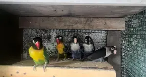 African Lovebirds