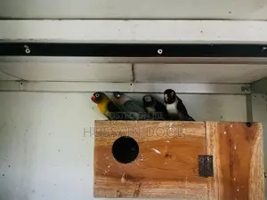 African Lovebirds