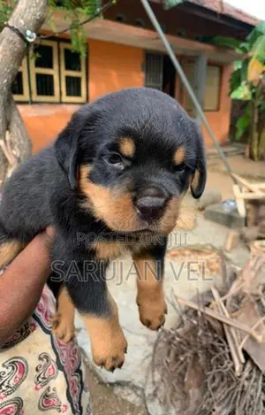 Rottweiler Puppies