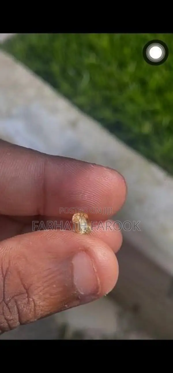 Yellow Sapphire Natural 1.10 Carat