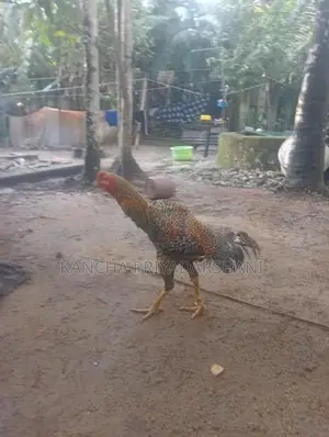 Rooster