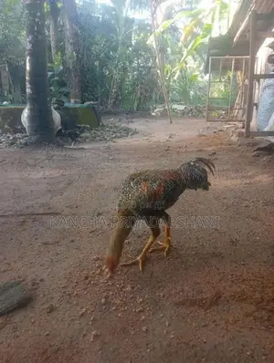 Rooster