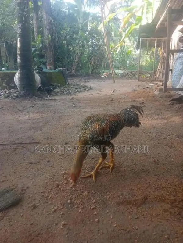 Rooster