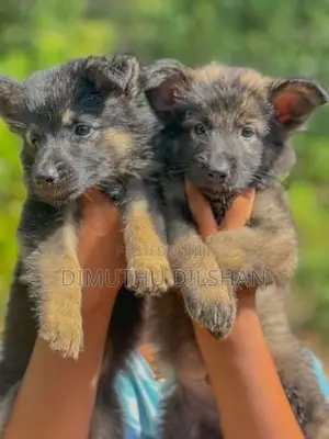 Long Coat German Shepherd Puppies