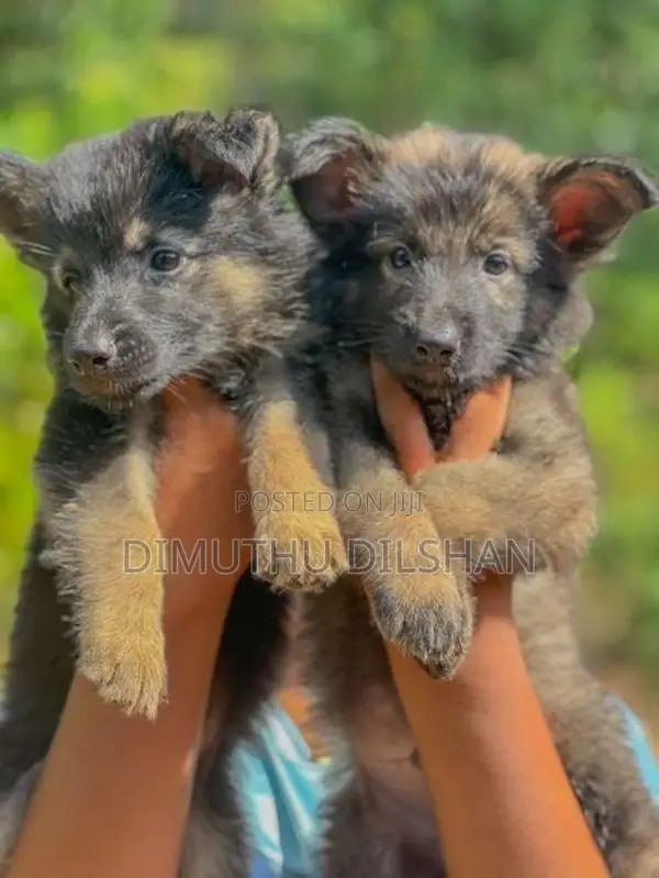 Long Coat German Shepherd Puppies