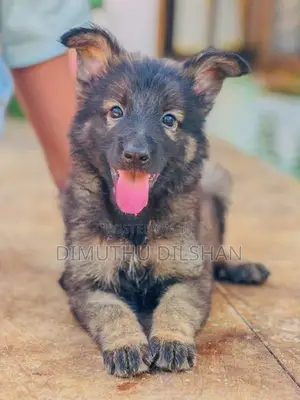 Long Coat German Shepherd Puppies