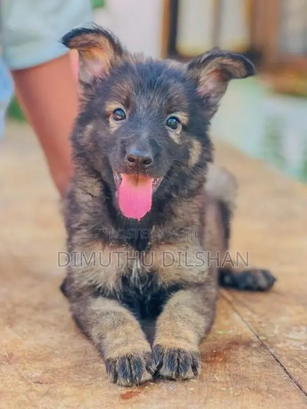 Long Coat German Shepherd Puppies