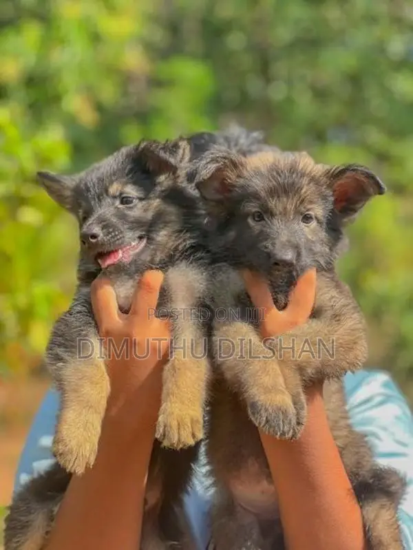 Long Coat German Shepherd Puppies