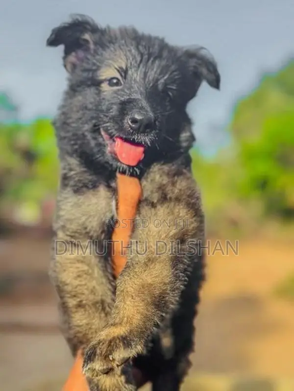Long Coat German Shepherd Puppies