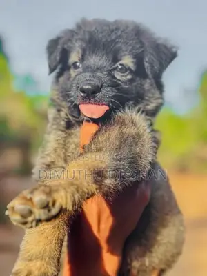 Long Coat German Shepherd Puppies