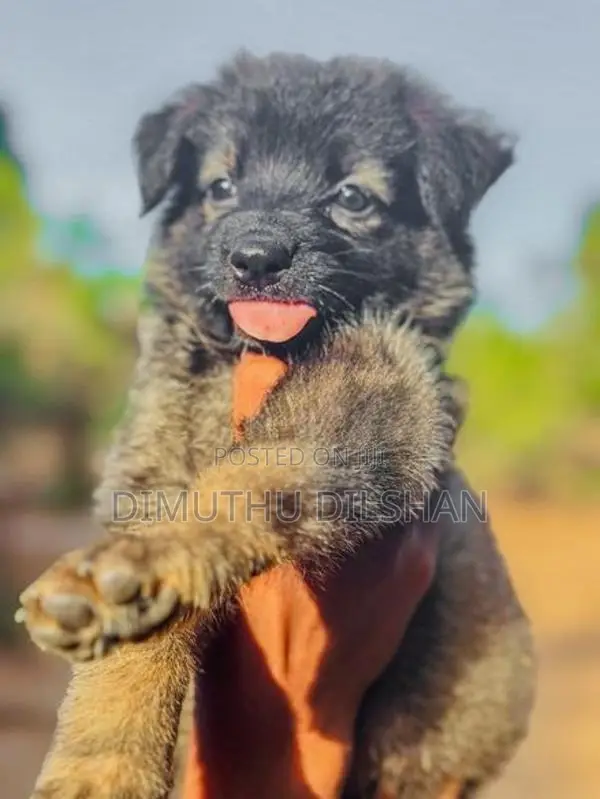 Long Coat German Shepherd Puppies