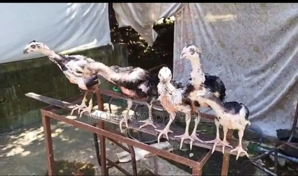 Shamo Rooster