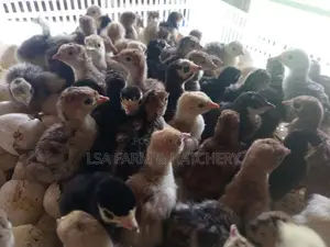 දවසේ ගම් කිකිළි පැටවුන්