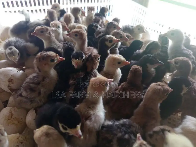 දවසේ ගම් කිකිළි පැටවුන්