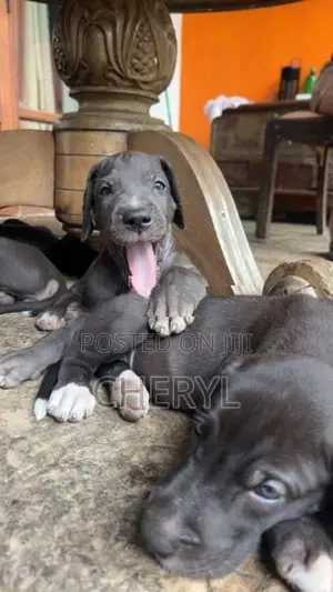 Dane Puppies