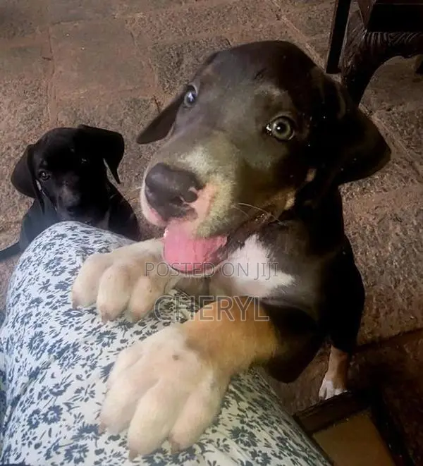 Dane Puppies