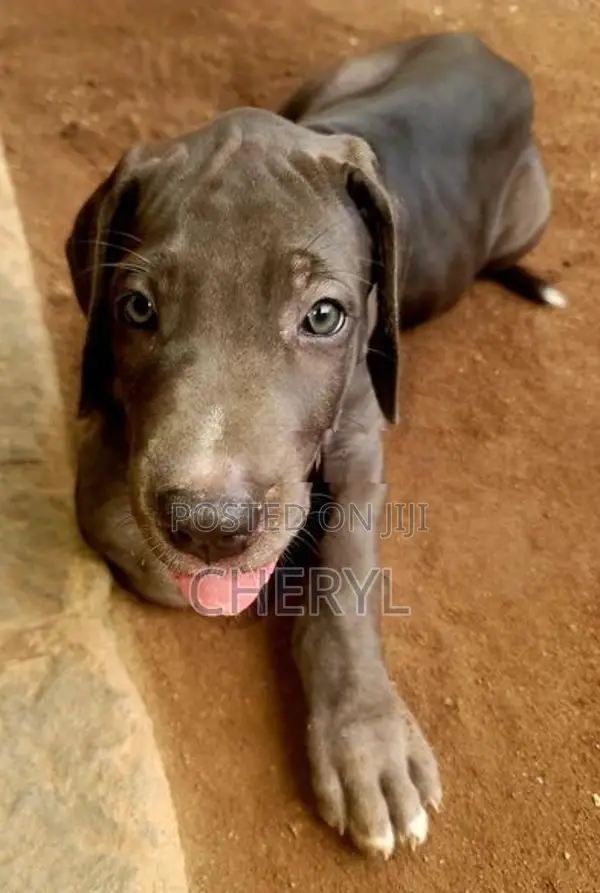 Dane Puppies
