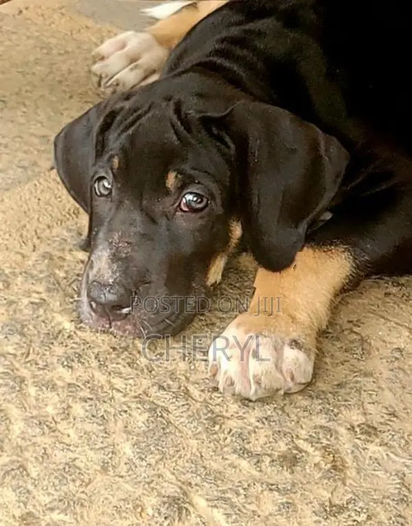 Dane Puppies