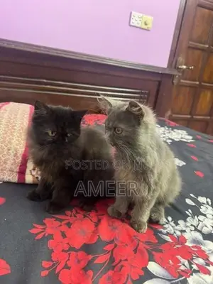 Persian Kitten