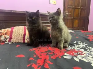 Persian Kitten
