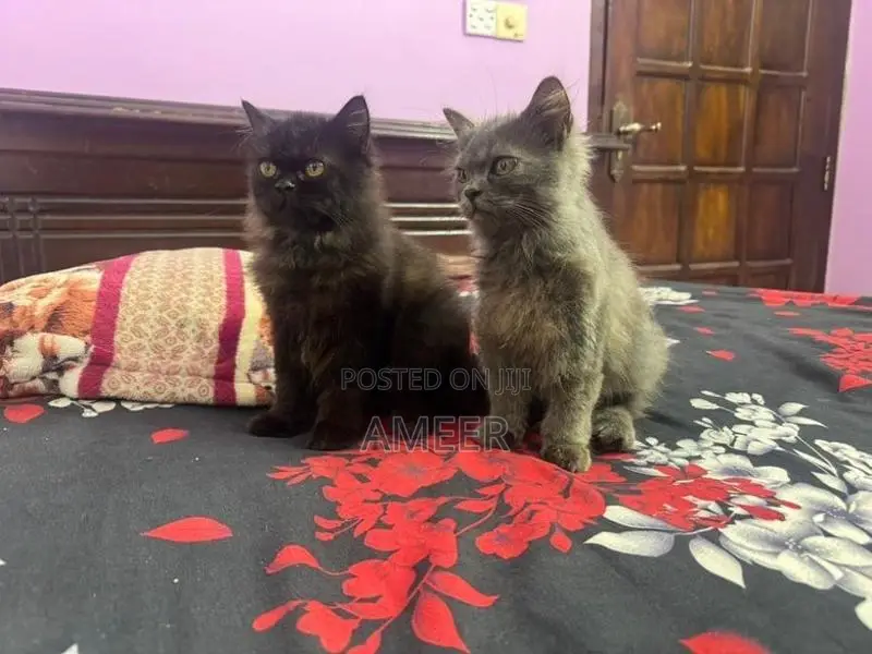 Persian Kitten