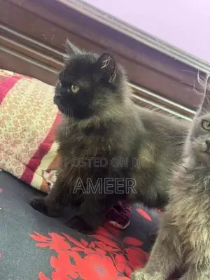 Persian Kitten
