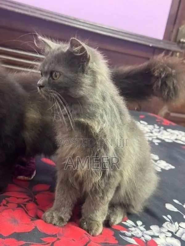 Persian Kitten