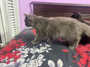 Persian Kitten