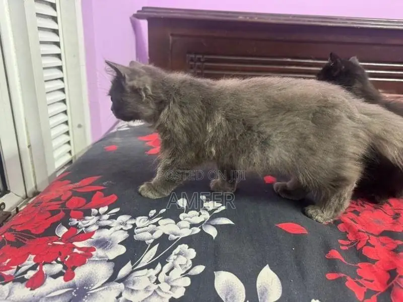 Persian Kitten