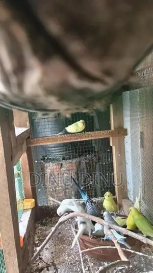 Love Birds