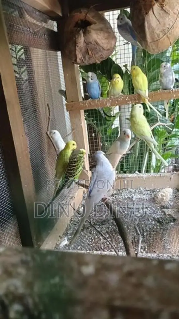 Love Birds