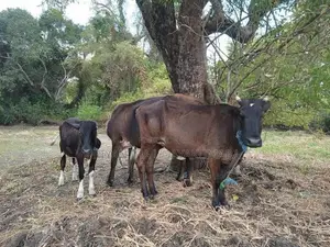 Jersey Cow With Calf