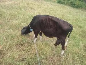 Jersey Cow With Calf