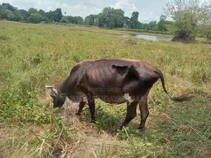 Jersey Cow With Calf