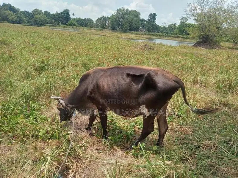 Jersey Cow With Calf