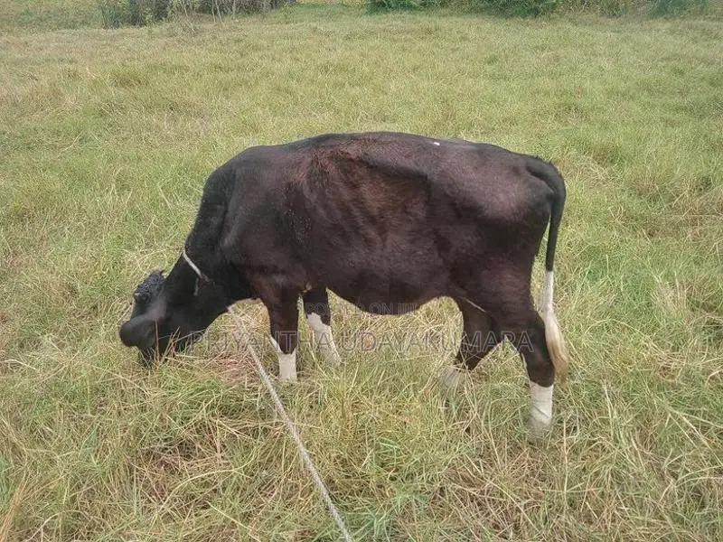 Jersey Cow With Calf