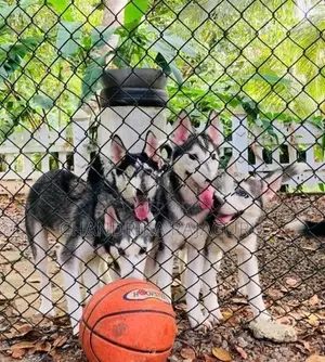 Siberian Husky Puppies