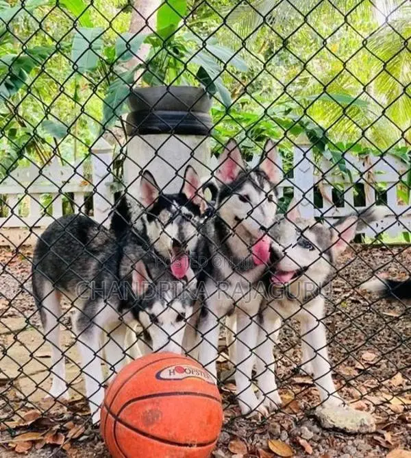 Siberian Husky Puppies