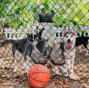 Siberian Husky Puppies