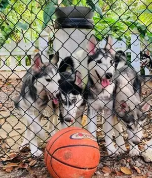 Siberian Husky Puppies