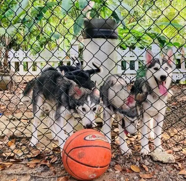 Siberian Husky Puppies