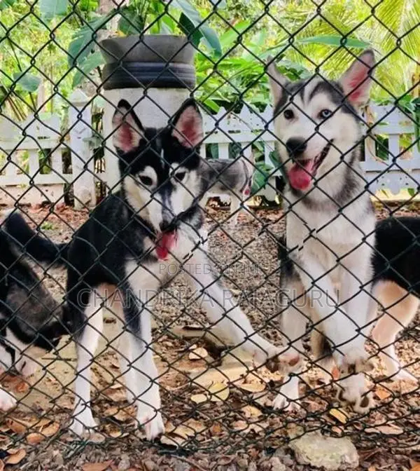 Siberian Husky Puppies